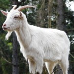 capra