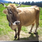 mucca