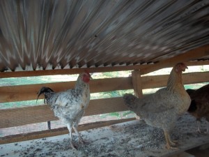 pollo 002