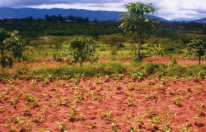 terreno1